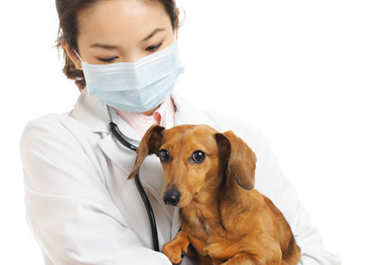 動物病院の安心経営と税金対策
